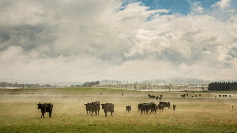 L'accord commercial entre l'Union européenne et l'Australie prévoit un quota de 30 600 tonnes de viande bovine.